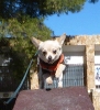 Chispa en la pasarela