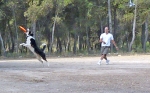 DOGFRISBEE_11