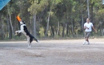 DOGFRISBEE_12