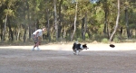 DOGFRISBEE_14