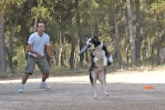 DOGFRISBEE_16
