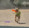 DOGFRISBEE_36