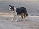 DOGFRISBEE_3