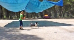 DOGFRISBEE_41