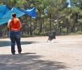 DOGFRISBEE_46
