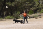DOGFRISBEE_48