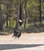 DOGFRISBEE_49