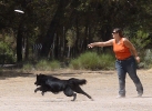 DOGFRISBEE_51