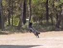 DOGFRISBEE_52
