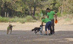DOGFRISBEE_8