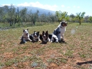 Extensivo de Habilidades Caninas con Pere Saavedra