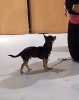 INTRODUCCION A CLICKER TRAINING :: Rayo y Yoli