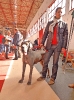 Exposición Nacional Canina Granada 2011