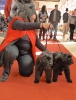 Exposición Nacional Canina Granada 2011