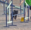 PRUEBA AGILITY JULIO 2011 CLUB ALHAMBRA