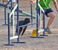 PRUEBA AGILITY JULIO 2011 CLUB ALHAMBRA