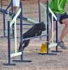 PRUEBA AGILITY JULIO 2011 CLUB ALHAMBRA