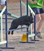 PRUEBA AGILITY JULIO 2011 CLUB ALHAMBRA