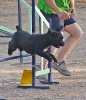 PRUEBA AGILITY JULIO 2011 CLUB ALHAMBRA