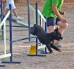 PRUEBA AGILITY JULIO 2011 CLUB ALHAMBRA