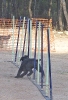 PRUEBA AGILITY JULIO 2011 CLUB ALHAMBRA