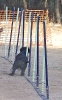 PRUEBA AGILITY JULIO 2011 CLUB ALHAMBRA