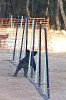 PRUEBA AGILITY JULIO 2011 CLUB ALHAMBRA