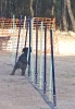 PRUEBA AGILITY JULIO 2011 CLUB ALHAMBRA