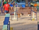 PRUEBA AGILITY JULIO 2011 CLUB ALHAMBRA