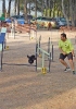 PRUEBA AGILITY JULIO 2011 CLUB ALHAMBRA