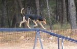 PRUEBA AGILITY JULIO 2011 CLUB ALHAMBRA