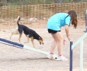 PRUEBA AGILITY JULIO 2011 CLUB ALHAMBRA