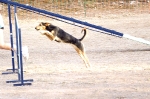 PRUEBA AGILITY JULIO 2011 CLUB ALHAMBRA