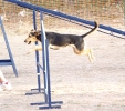 PRUEBA AGILITY JULIO 2011 CLUB ALHAMBRA