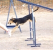 PRUEBA AGILITY JULIO 2011 CLUB ALHAMBRA