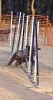 PRUEBA AGILITY JULIO 2011 CLUB ALHAMBRA