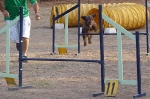 PRUEBA AGILITY JULIO 2011 CLUB ALHAMBRA