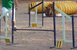 PRUEBA AGILITY JULIO 2011 CLUB ALHAMBRA