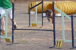 PRUEBA AGILITY JULIO 2011 CLUB ALHAMBRA