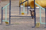 PRUEBA AGILITY JULIO 2011 CLUB ALHAMBRA