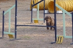 PRUEBA AGILITY JULIO 2011 CLUB ALHAMBRA