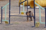 PRUEBA AGILITY JULIO 2011 CLUB ALHAMBRA