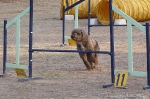 PRUEBA AGILITY JULIO 2011 CLUB ALHAMBRA