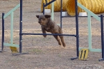 PRUEBA AGILITY JULIO 2011 CLUB ALHAMBRA