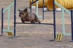 PRUEBA AGILITY JULIO 2011 CLUB ALHAMBRA