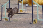 PRUEBA AGILITY JULIO 2011 CLUB ALHAMBRA