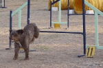 PRUEBA AGILITY JULIO 2011 CLUB ALHAMBRA