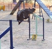 PRUEBA AGILITY CLUB ALHAMBRA JULIO 2011