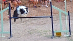 PRUEBA AGILITY CLUB ALHAMBRA JULIO 2011