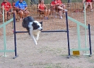 PRUEBA AGILITY CLUB ALHAMBRA JULIO 2011